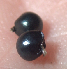 Allium tricoccum