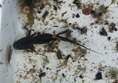 Triturus cristatus