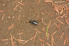 Cicindela longilabris