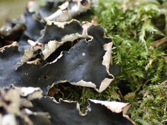 Peltigera collina