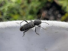 Xylotrechus mormonus