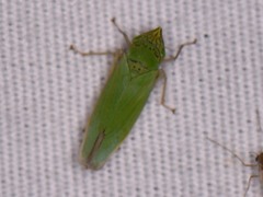 Draeculacephala inscripta