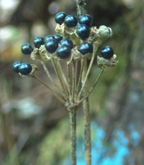Allium tricoccum
