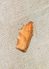 Choristoneura rosaceana