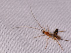Macrocentrus