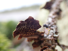 Pseudocyphellaria