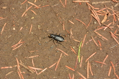 Cicindela longilabris