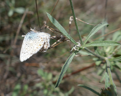 Polyommatus hispana