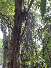 Acanthostachys strobilacea