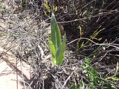 Pelargonium ellaphieae