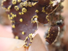 Pseudocyphellaria