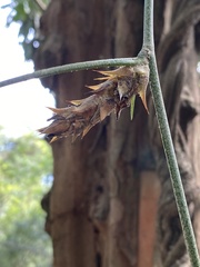 Acanthostachys strobilacea