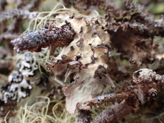 Lobarina scrobiculata