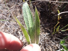 Pelargonium ellaphieae