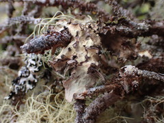 Lobarina scrobiculata