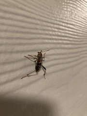 Neoclytus mucronatus