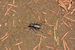 Cicindela longilabris