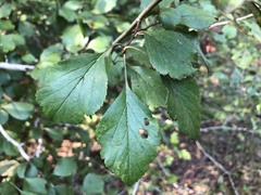 Crataegus viridis
