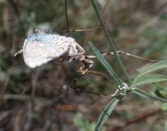 Polyommatus hispana