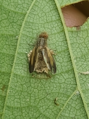 Entomophthorales