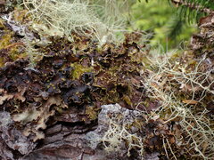 Pseudocyphellaria