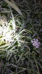 Daucus