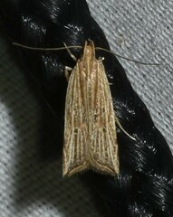 Helcystogramma hystricella