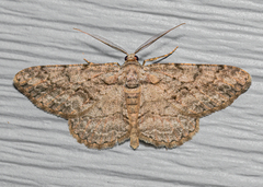 Anavitrinella pampinaria