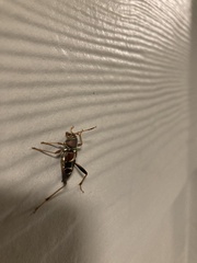 Neoclytus mucronatus