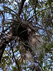 Tillandsia pohliana