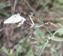 Polyommatus hispana
