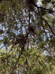 Tillandsia pohliana
