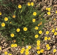 Thymophylla pentachaeta