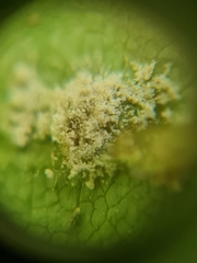 Entomophthoraceae