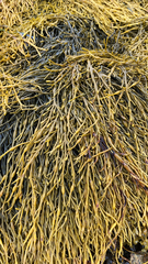 Ascophyllum nodosum