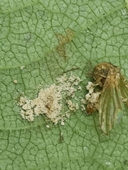 Entomophthoraceae