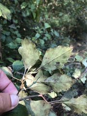 Crataegus viridis