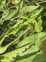 Allonemobius fasciatus