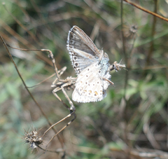 Polyommatus hispana