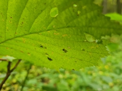 Entomophthoraceae