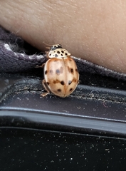 Harmonia quadripunctata