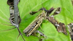 Omocestus viridulus