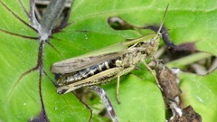 Omocestus viridulus