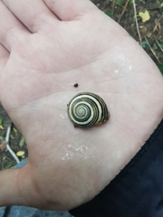 Caucasotachea vindobonensis