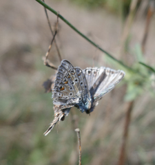 Polyommatus hispana