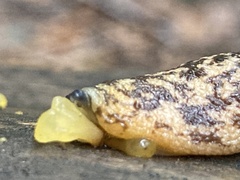 Philomycus flexuolaris