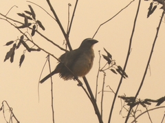 Saltator coerulescens