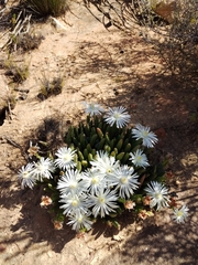 Ruschia albida