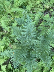 Athyrium angustum