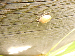 Peribalus strictus vernalis